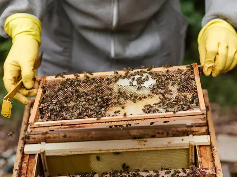 apiary management