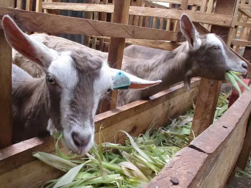 livestock