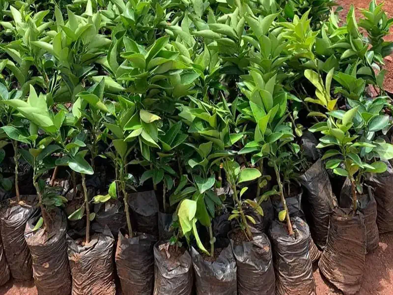 seedling factory